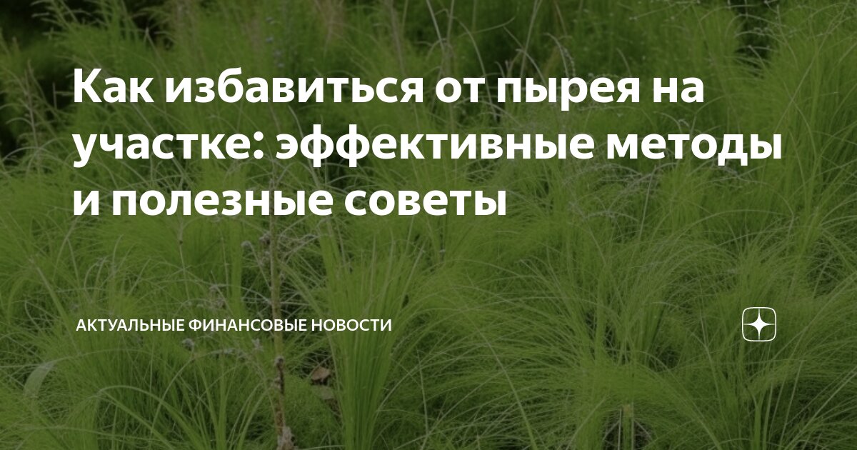 Как избавиться от пырея на участке: эффективные методы и полезные ...