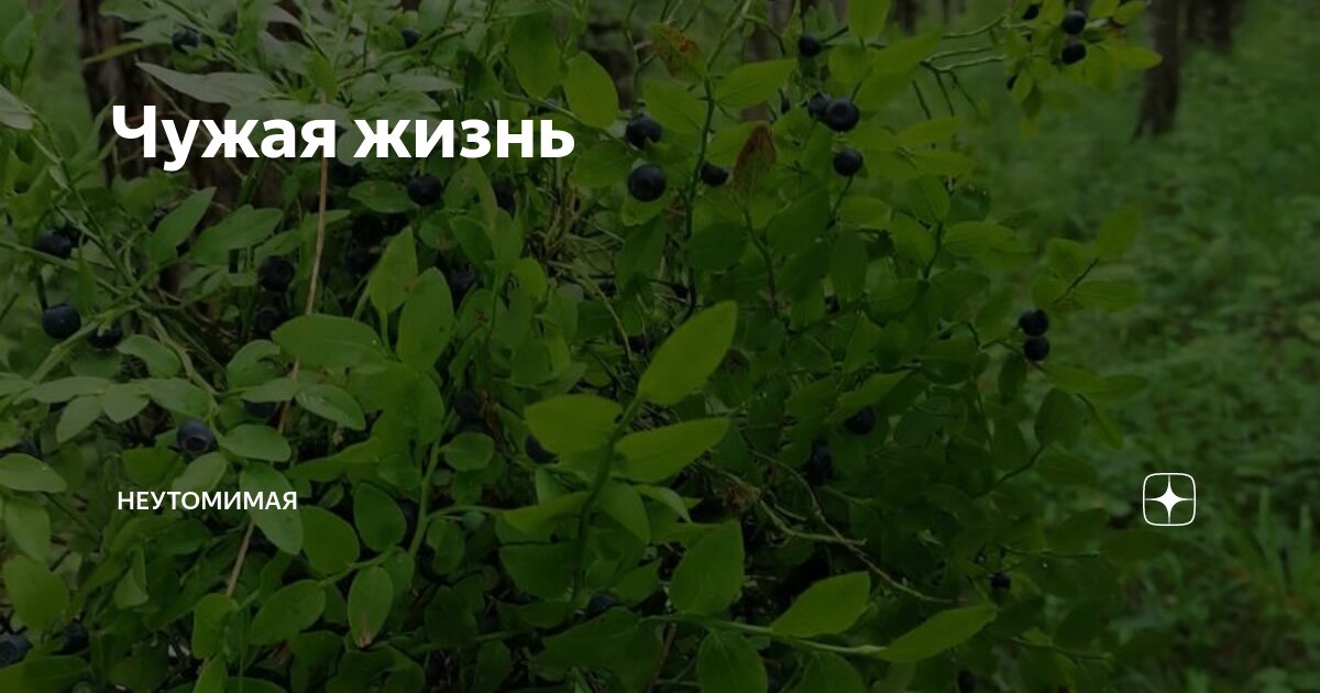 Чужая жизнь | Неутомимая | Дзен
