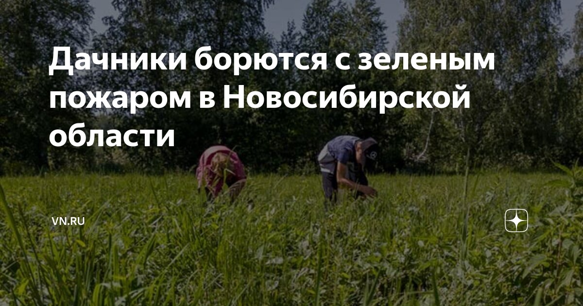 Дачники борются с зеленым пожаром в Новосибирской области | VN.RU | Дзен