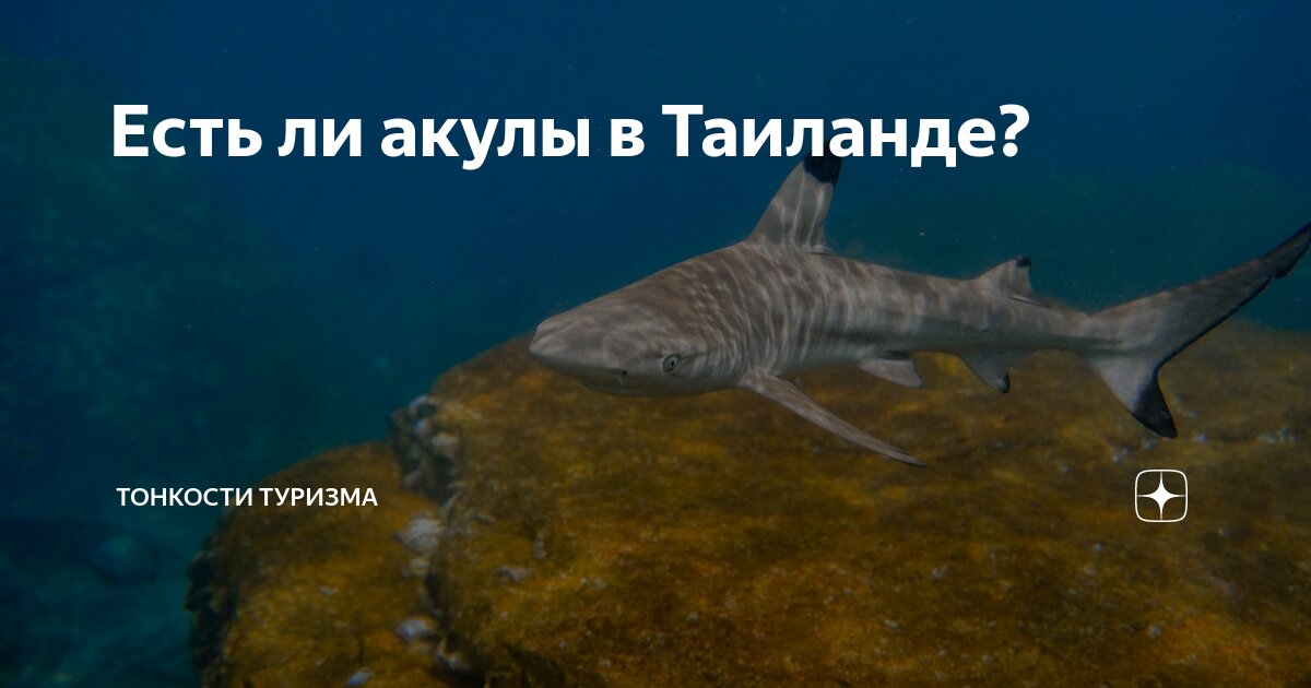 есть ли акулы в черном море батуми