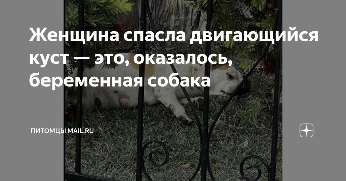 собака и беременная женщина