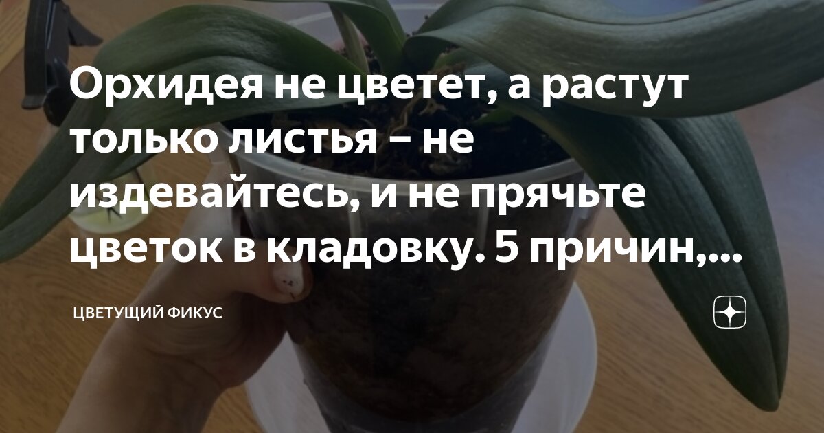 Почему орхидея не цветет, а растут только листья и корни: ошибки ухода и методы стимулирования﻿