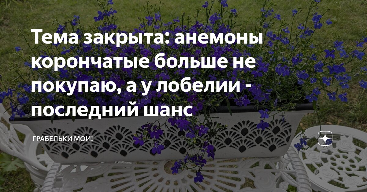 Тема закрыта: анемоны корончатые больше не покупаю, а у лобелии ...