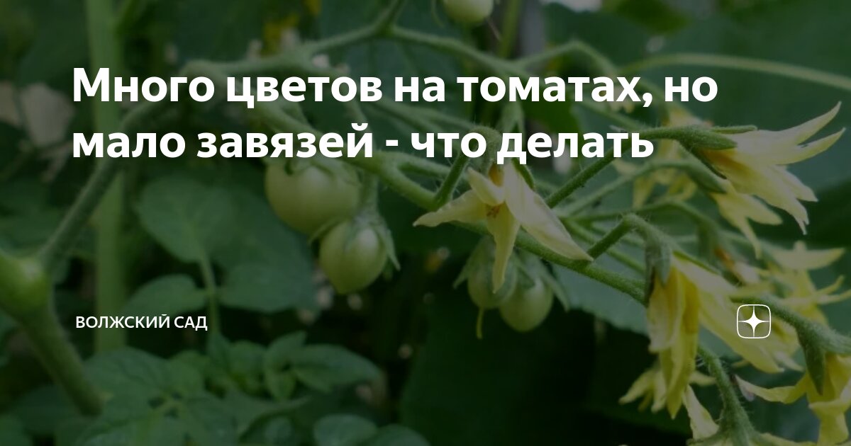Много цветов на томатах, но мало завязей - что делать | Волжский сад | Дзен