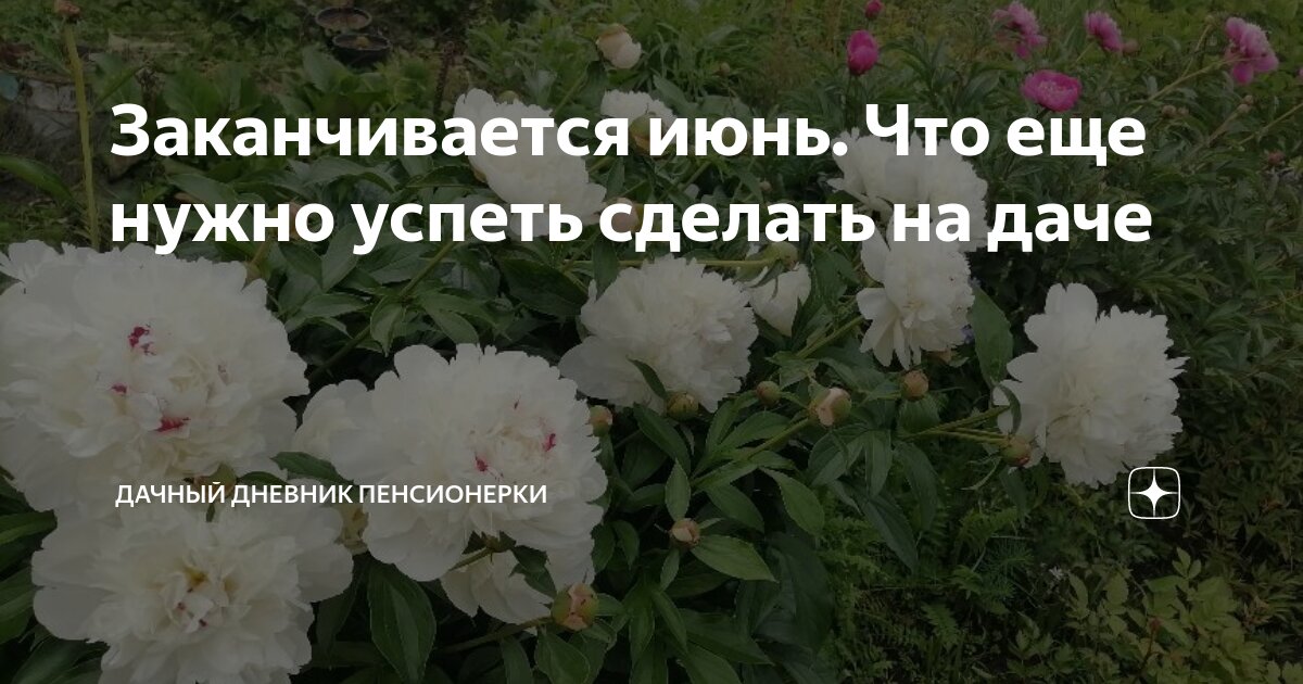 Заканчивается июнь. Что еще нужно успеть сделать на даче | Дачный ...