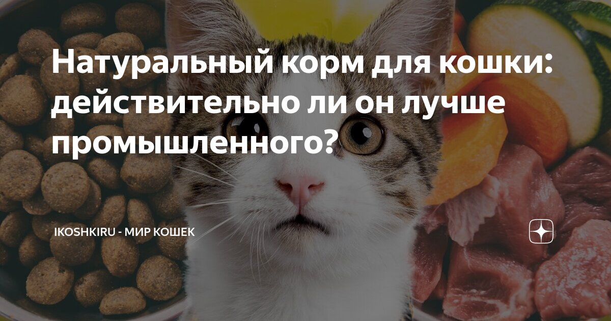Натуральный корм для кошки: действительно ли он лучше промышленного ...