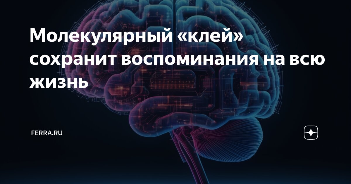 Молекулярный «клей» сохранит воспоминания на всю жизнь | Ferra.ru | Дзен