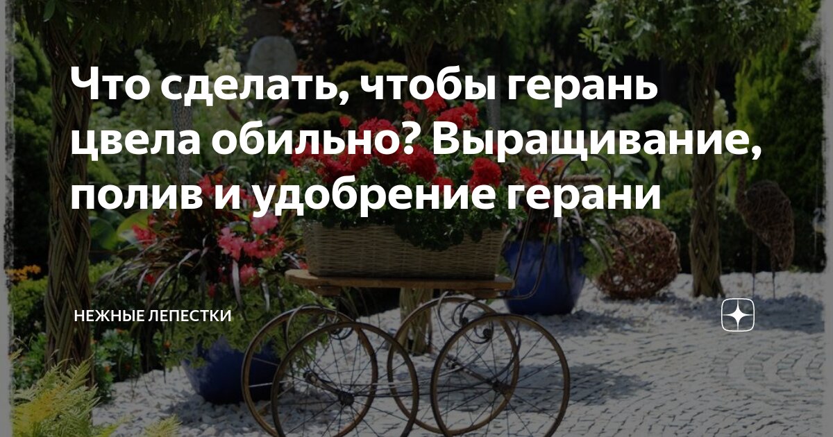 Что сделать, чтобы герань цвела обильно? Выращивание, полив и удобрение ...
