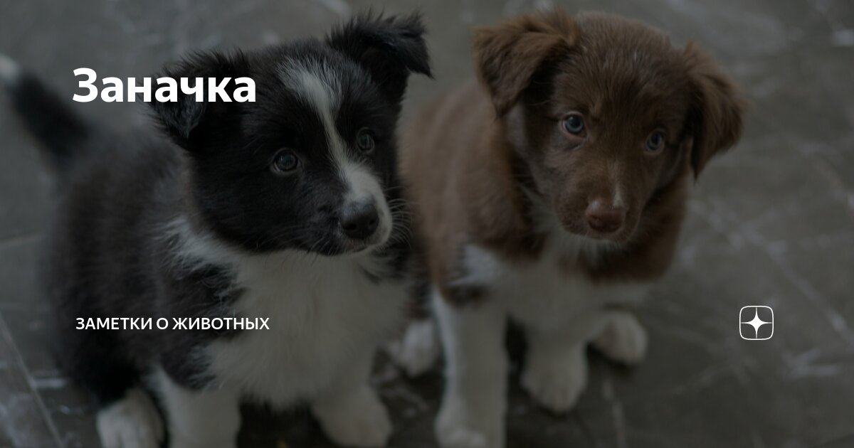 Заначка | Заметки о животных | Дзен