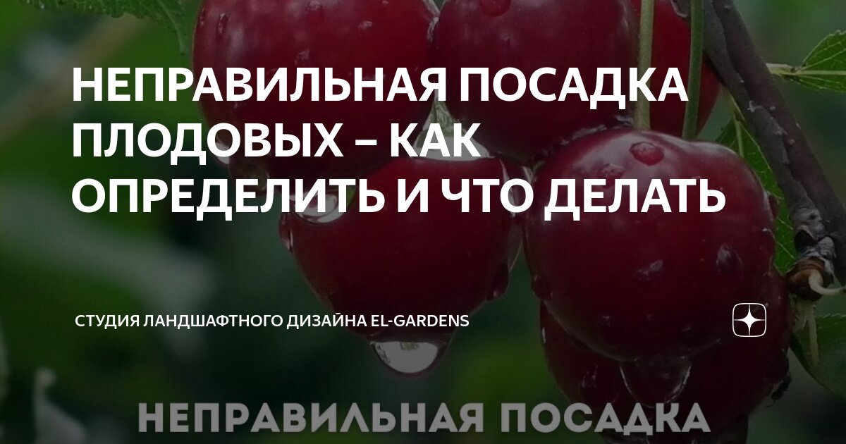 неправильное положение плода студфайл