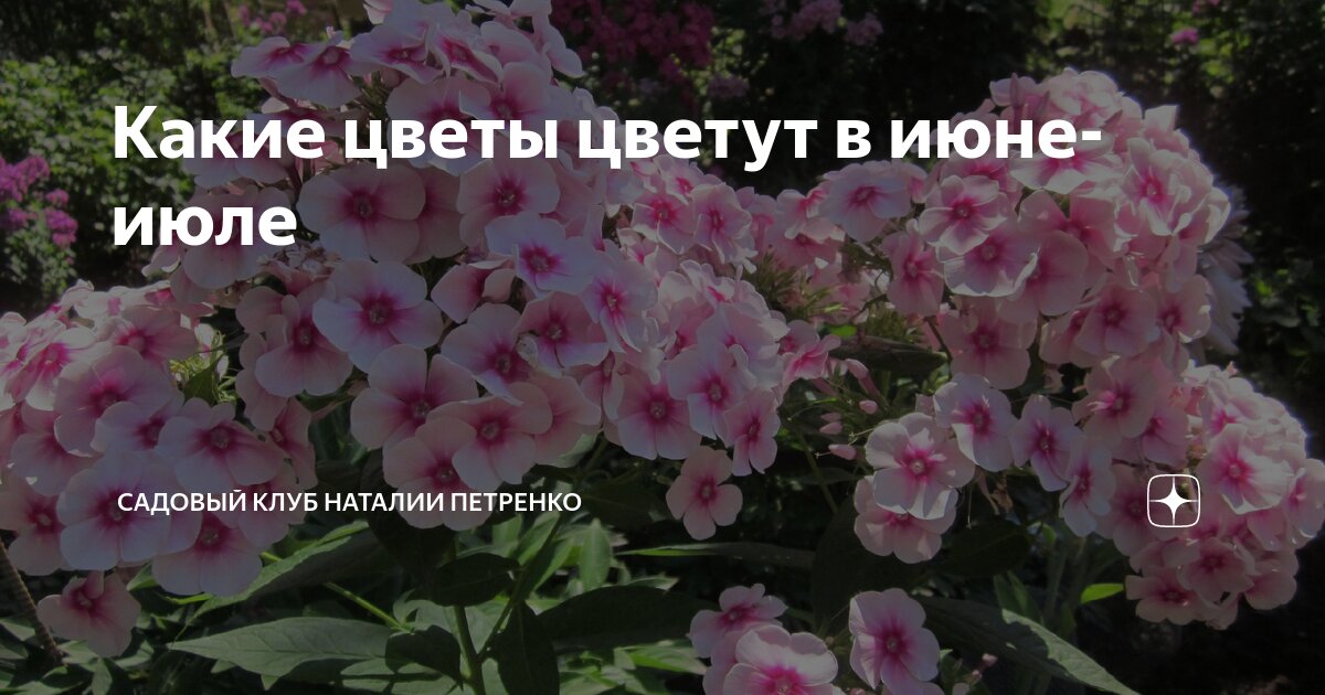 Какие цветы цветут в июне-июле | Садовый Клуб Наталии Петренко | Дзен