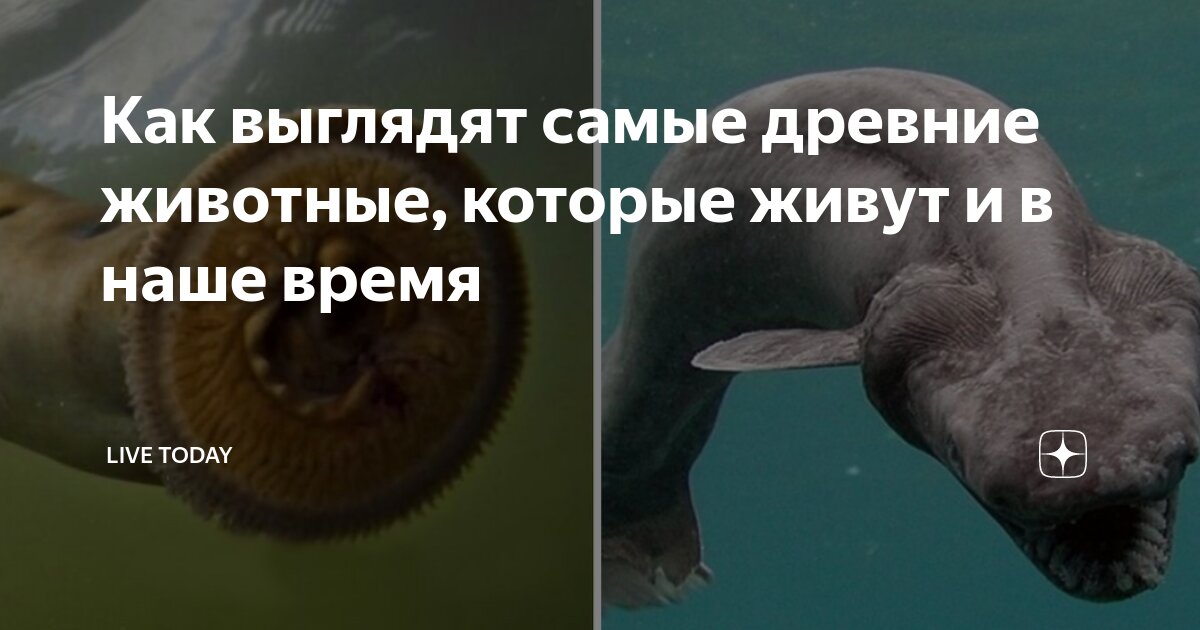 как появились домашние животные окружающий мир