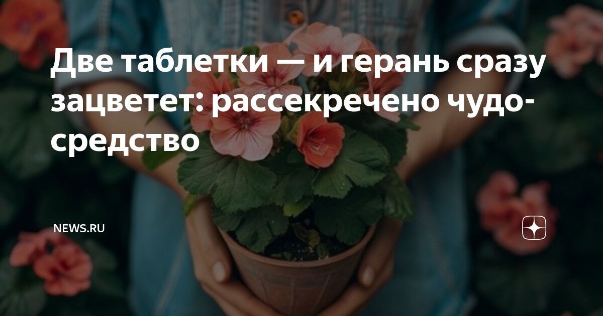 Две таблетки — и герань сразу зацветет: рассекречено чудо-средство ...