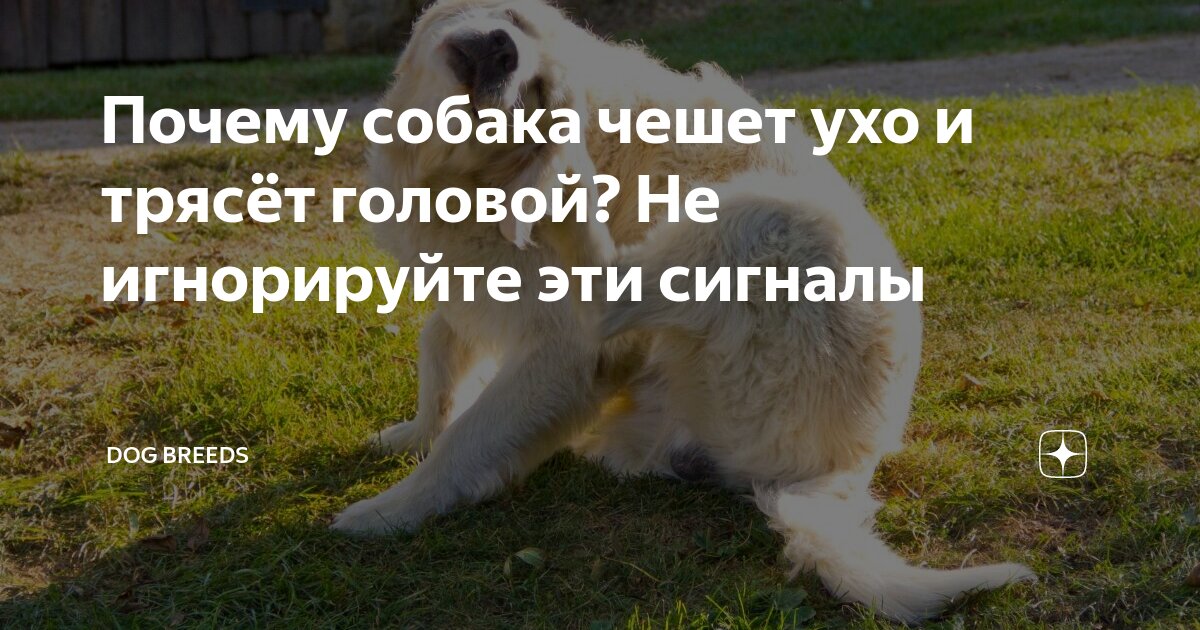Почему собака чешет ухо и трясёт головой? Не игнорируйте эти сигналы ...