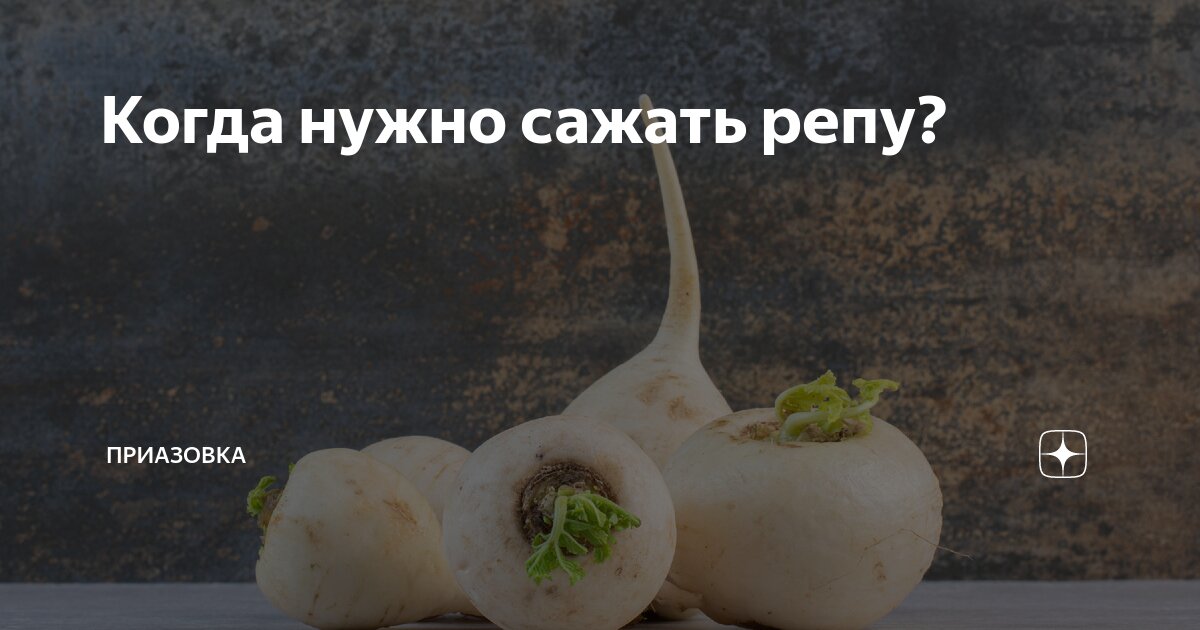 Когда нужно сажать репу? | Приазовка | Дзен