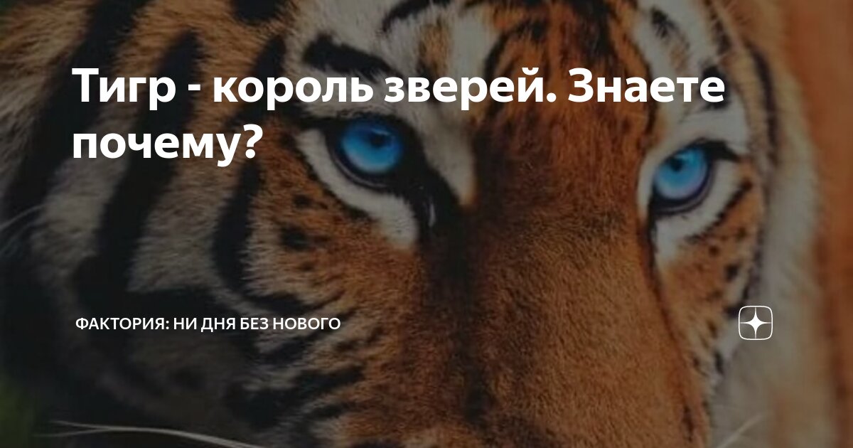 Тигр - король зверей. Знаете почему? | Фактория: ни дня без нового | Дзен