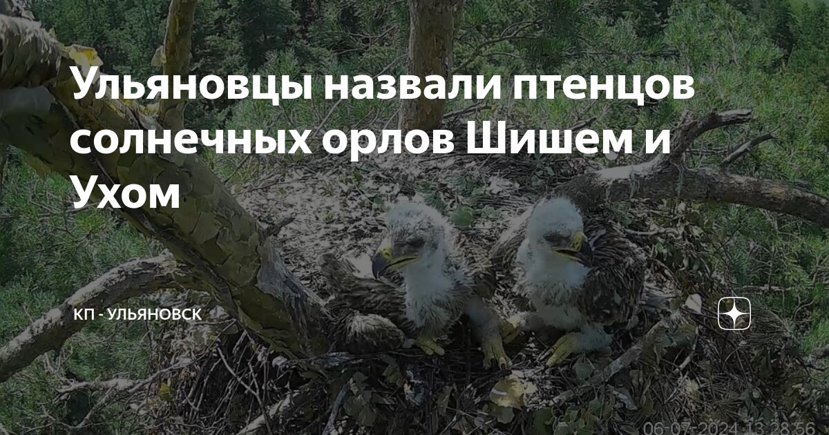 Солнечный орел ульяновск. Солнечный орел ульяновск. Могильник (птица). Солнечные орлы ульяновск камера. Орел могильник.