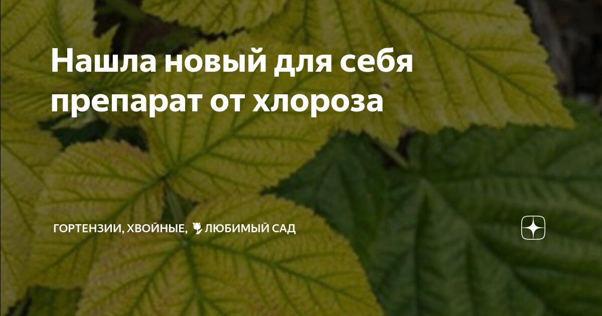 Нашла новый для себя препарат от хлороза | Гортензии, хвойные, 🌷любимый ...