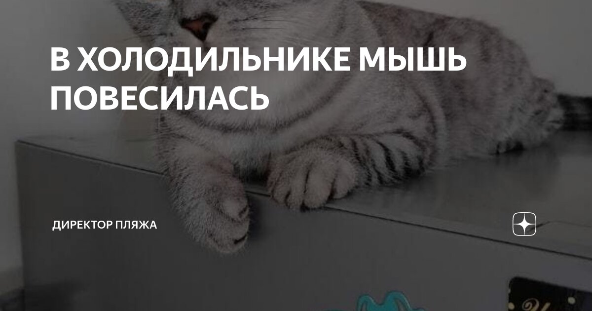 В ХОЛОДИЛЬНИКЕ МЫШЬ ПОВЕСИЛАСЬ | Директор Пляжа | Дзен