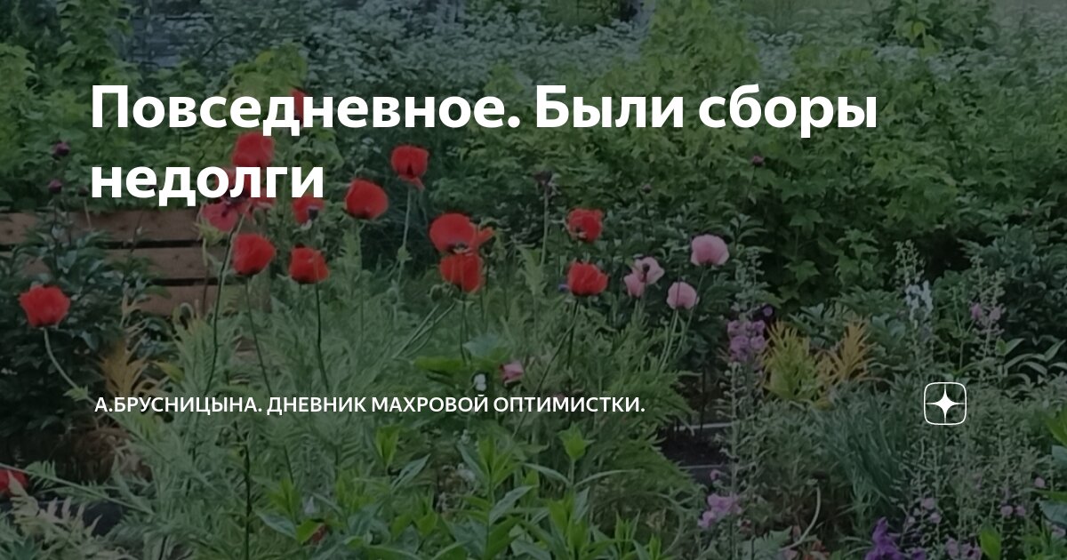 Повседневное. Были сборы недолги | А.Брусницына. | Дзен