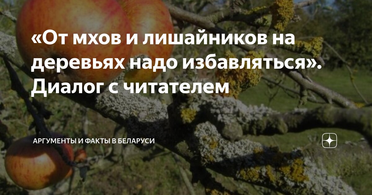 как избавиться от мхов и лишайников