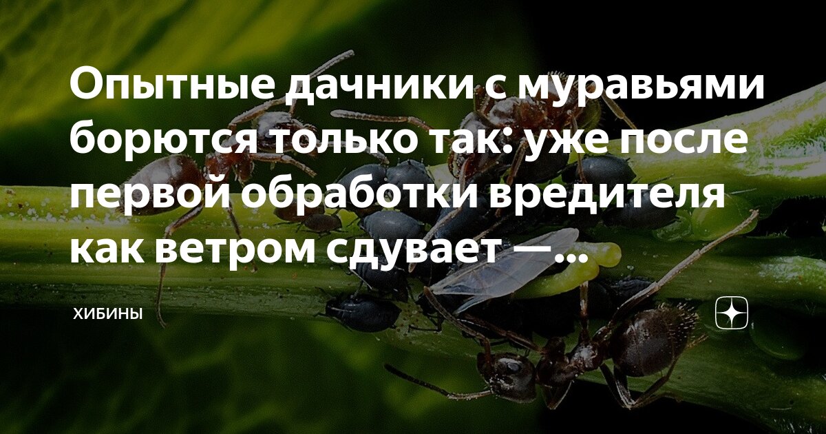 Опытные дачники с муравьями борются только так: уже после первой ...