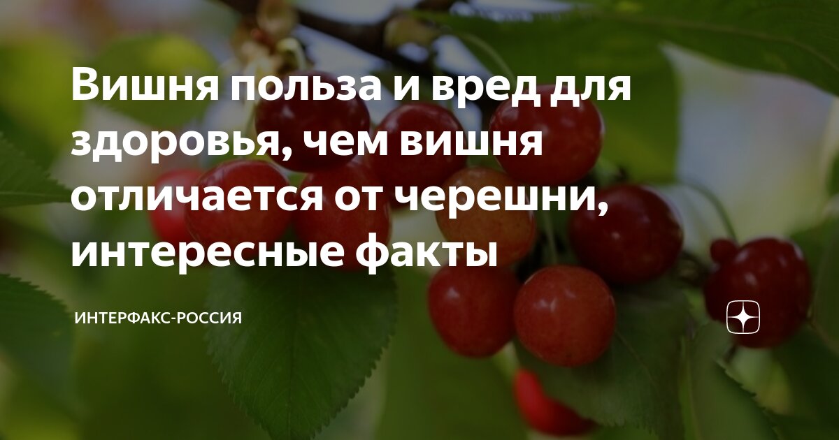 Ягоды инфографика. Интересные факты о вишне для детей. Польза вишни для организма. Характеристика вишни. Чем полезна черешня для организма.