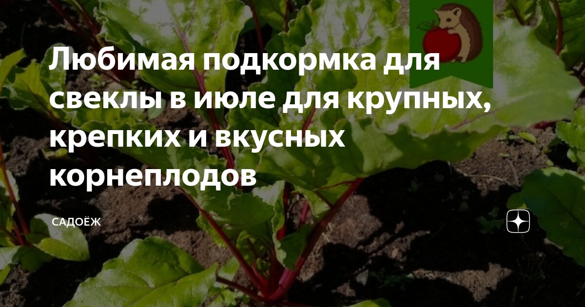 Любимая подкормка для свеклы в июле для крупных, крепких и вкусных ...