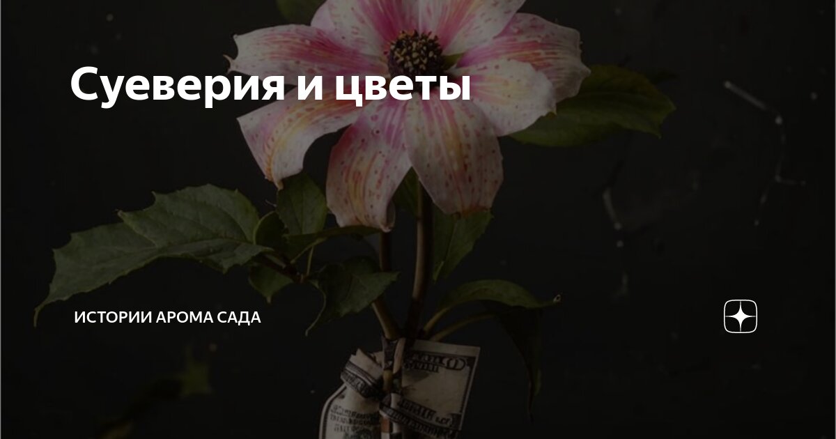 Суеверия и цветы | Истории Арома Сада | Дзен