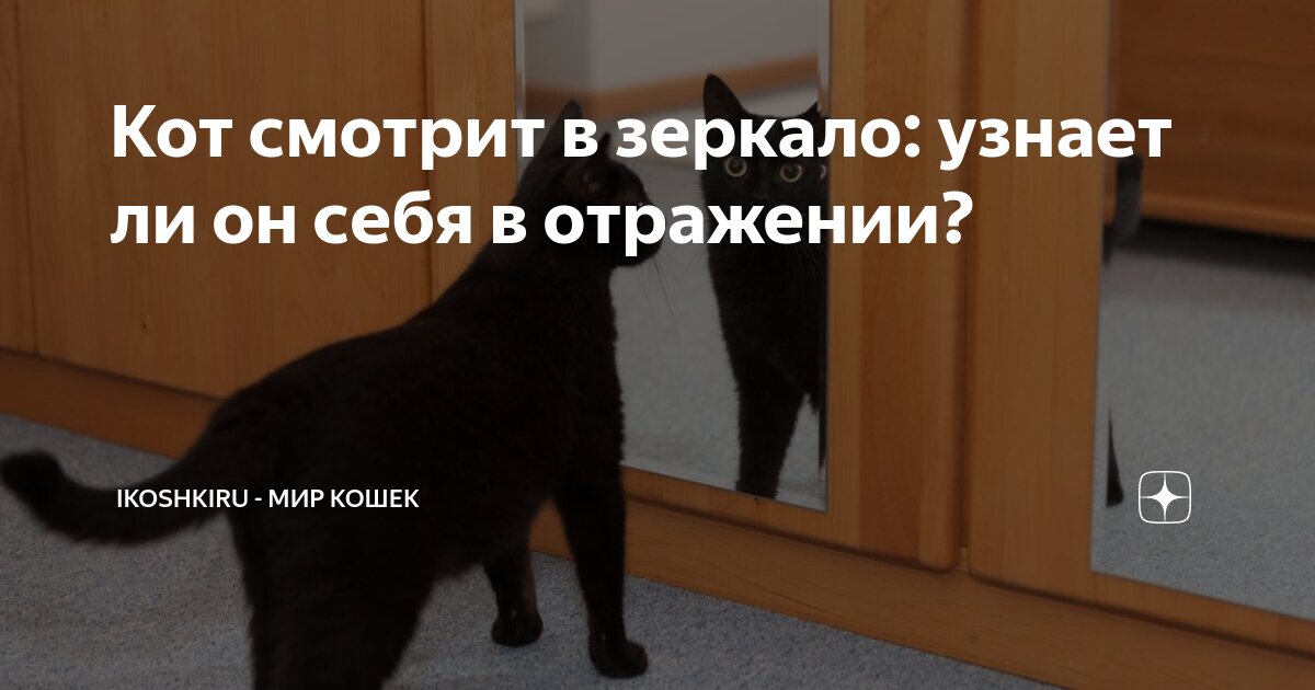 почему кошка долго смотрит в зеркало