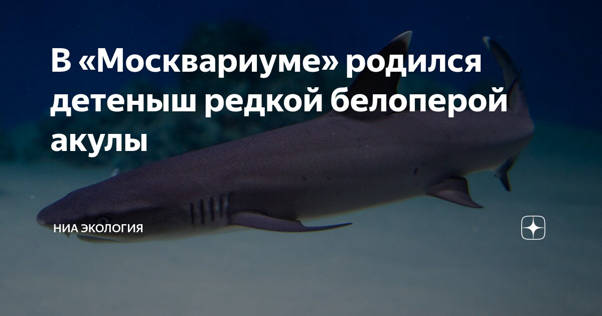 Какая самая редкая рыба в москвариуме