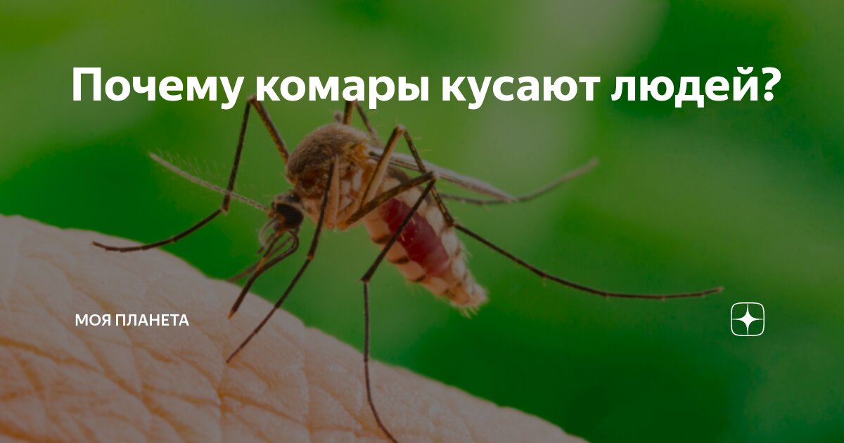 Почему комары кусают не всех