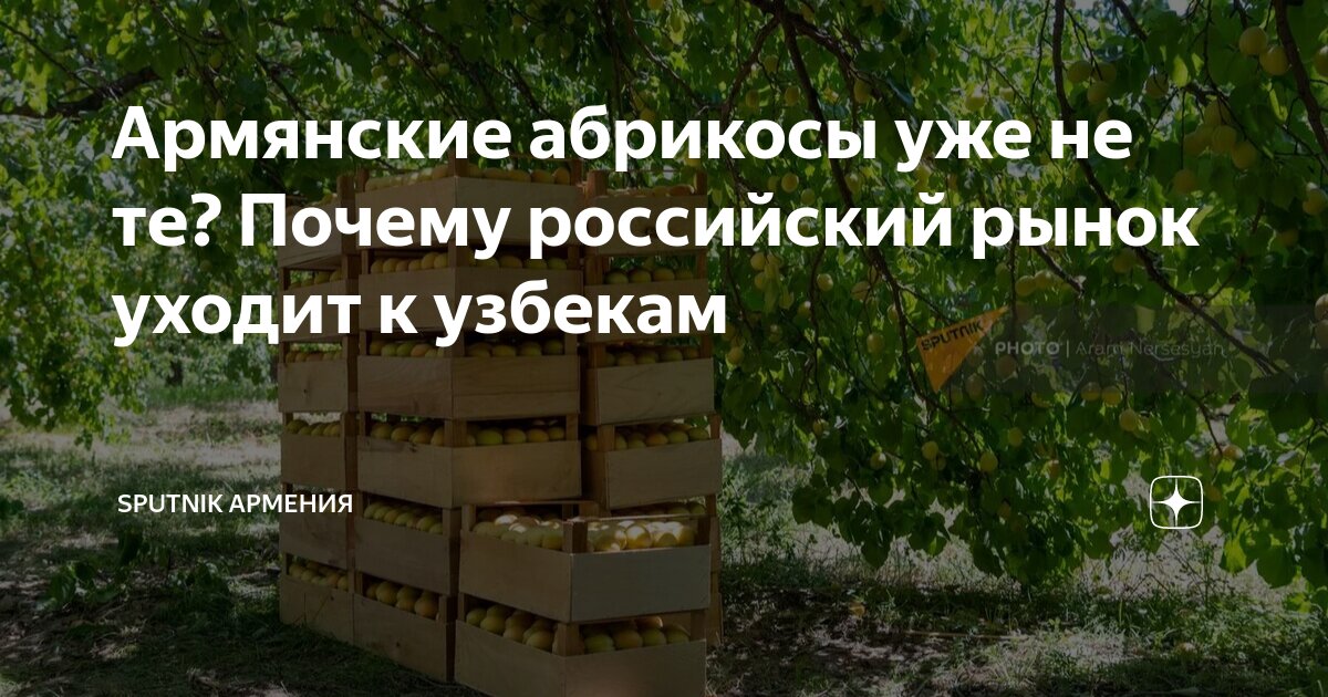 Армянские абрикосы уже не те? Почему российский рынок уходит к узбекам ...