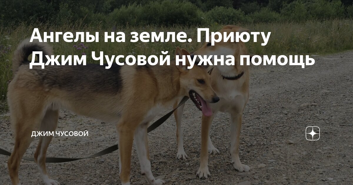 Джим чусовой. Приют джим чусовой где находится. Коджек собака. Джим чусовой. Коджек собака.