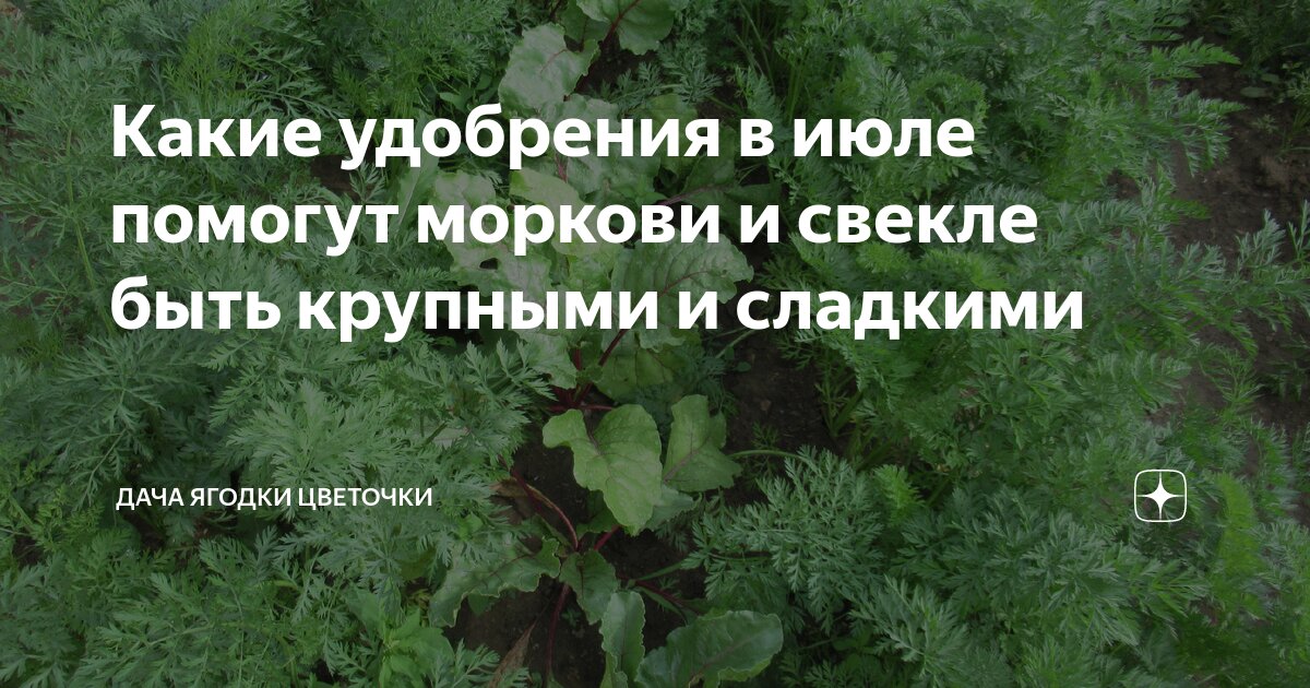 Какие удобрения в июле помогут моркови и свекле быть крупными и ...