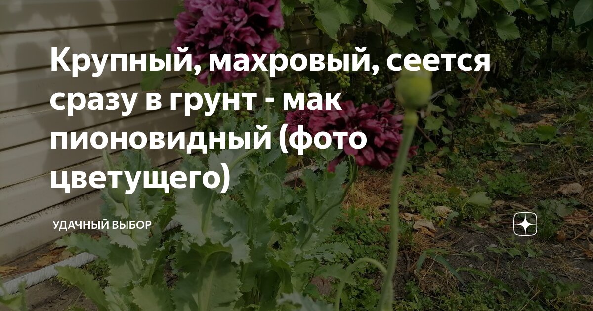 Крупный, махровый, сеется сразу в грунт - мак пионовидный (фото ...