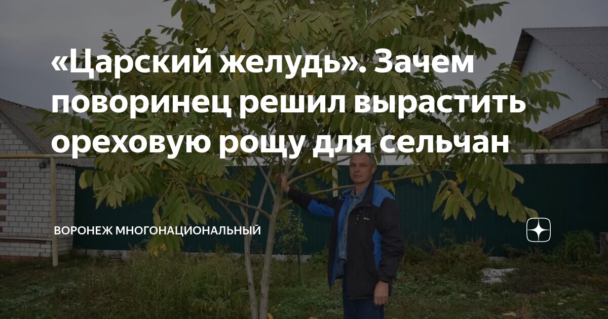 «Царский желудь». Зачем поворинец решил вырастить ореховую рощу для ...