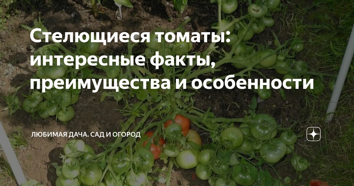 Стелющиеся томаты: интересные факты, преимущества и особенности ...