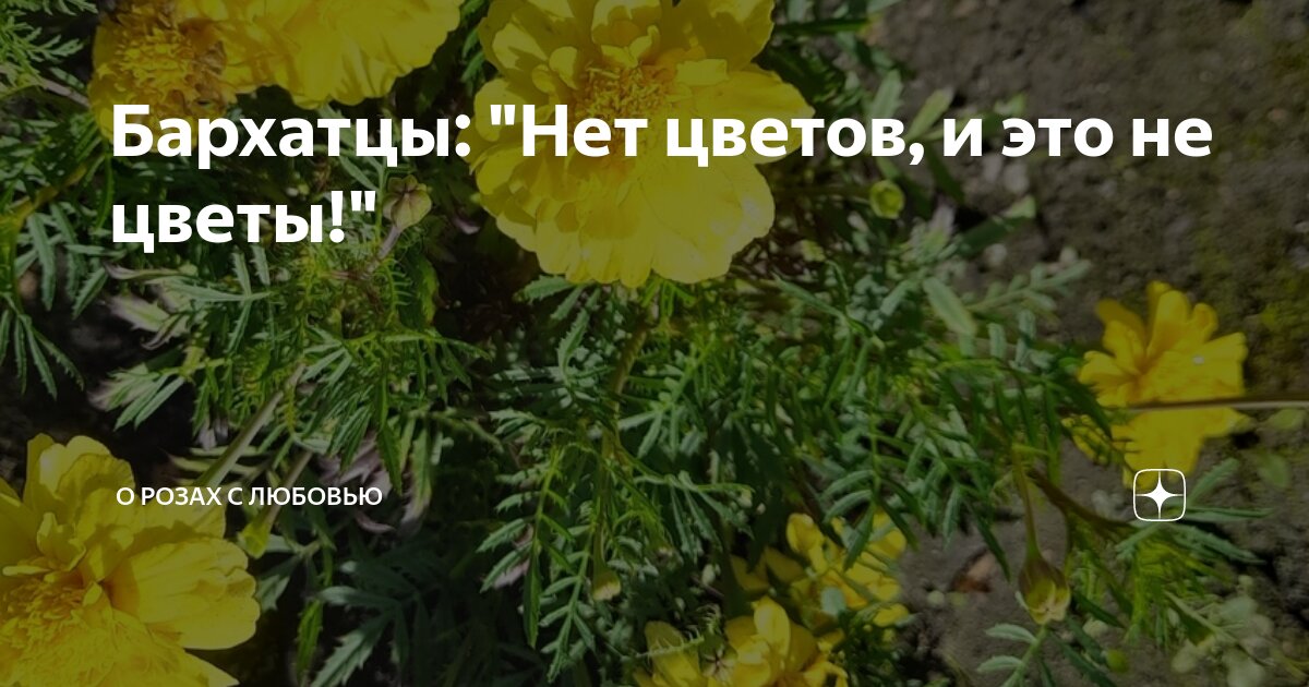 Бархатцы: "Нет цветов, и это не цветы!" | О розах с любовью | Дзен