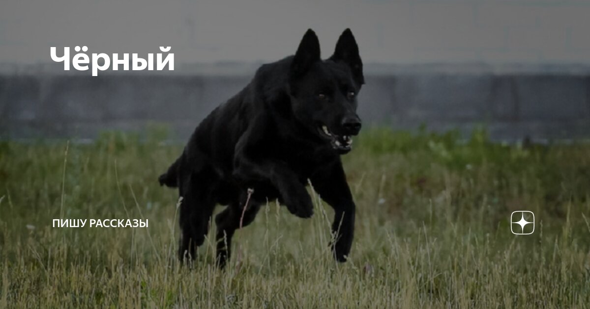 Чёрный | Пишу рассказы | Дзен