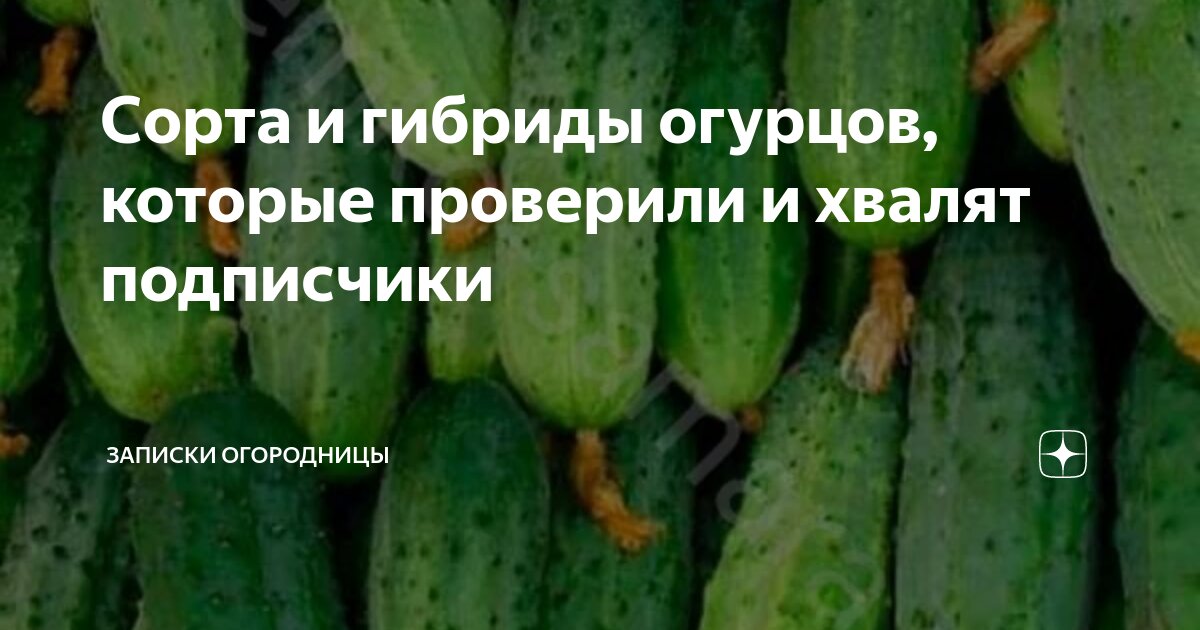 Сорта и гибриды огурцов, которые проверили и хвалят подписчики ...