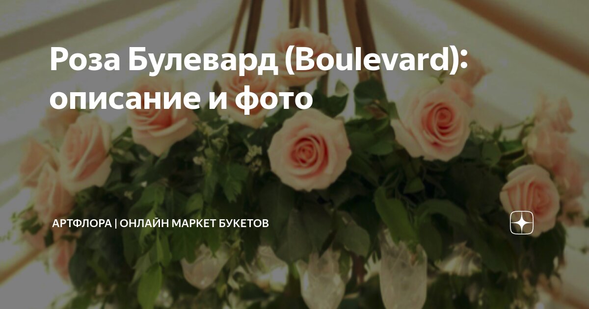 Роза Булевард (Boulevard): описание и фото | АртФлора | Онлайн маркет ...