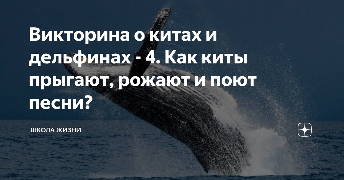 4 кита жизни. Кабо верде животные киты. 3 кита здоровья. Четыре кита. Киты в океане.