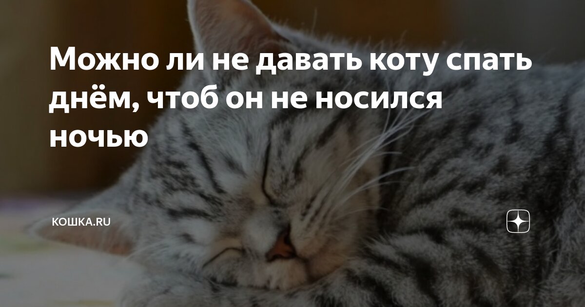 что делать если кот не даёт спать ночью