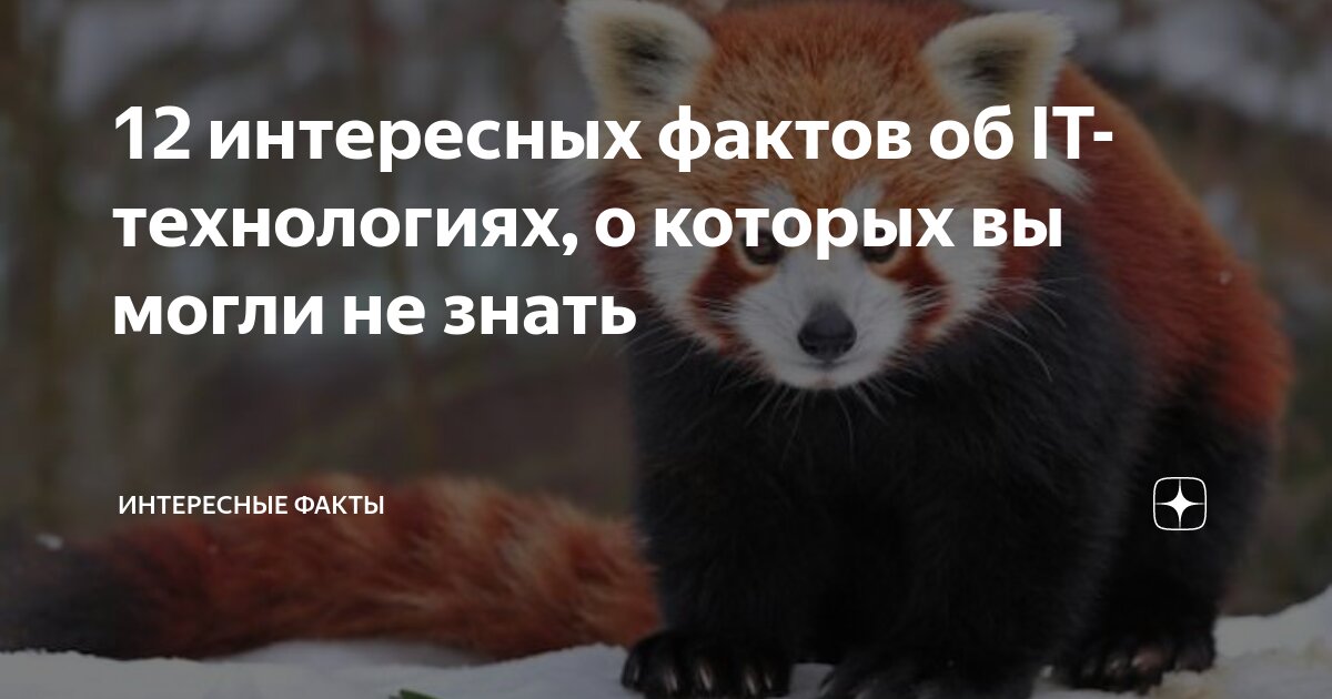 Интересные факты о малой панде. Красная панда шифу. Сумчатая панда. Красная китайская панда. Красная енотовидная панда.