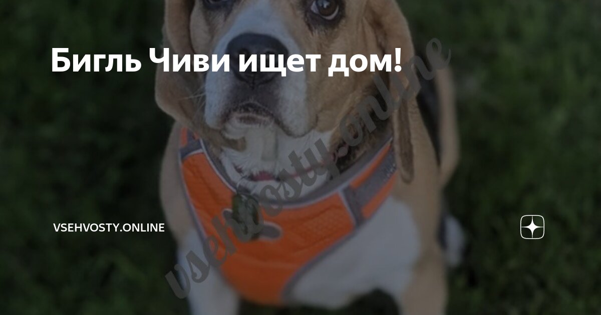 Бигль Чиви ищет дом! | vsehvosty.online | Дзен