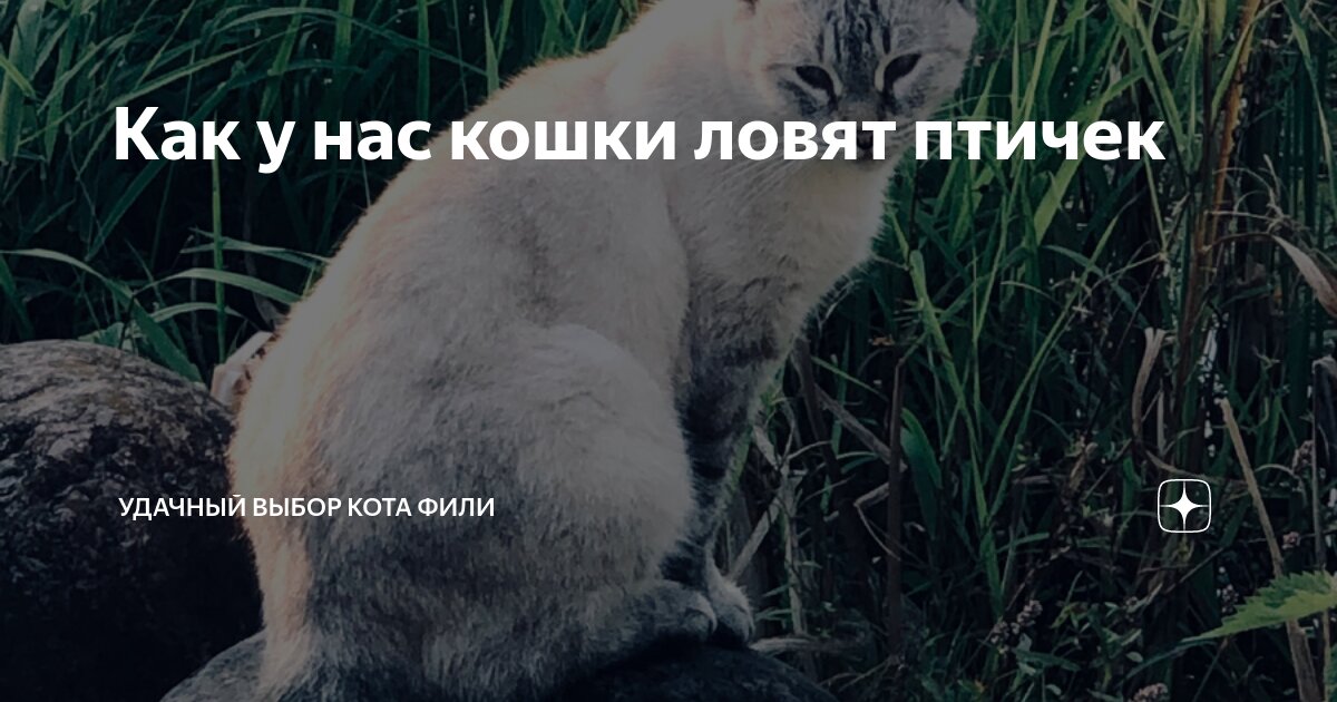Как у нас кошки ловят птичек | Удачный выбор кота Фили | Дзен