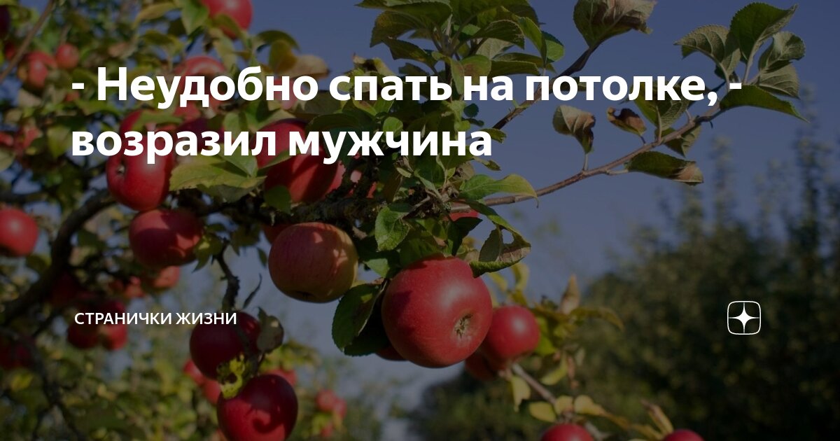 - Неудобно спать на потолке, - возразил мужчина | Странички жизни | Дзен