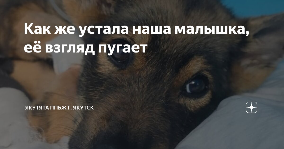 Как же устала наша малышка, её взгляд пугает 🥺 | Якутята ППБЖ г. Якутск ...