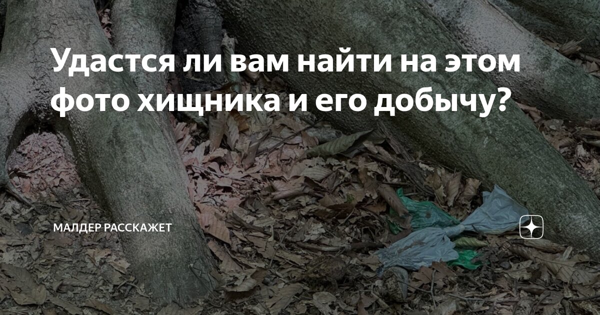 Удастся ли вам найти на этом фото хищника и его добычу? | Малдер ...